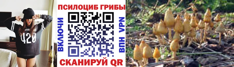Псилоцибиновые грибы Psilocybe  Карачев 
